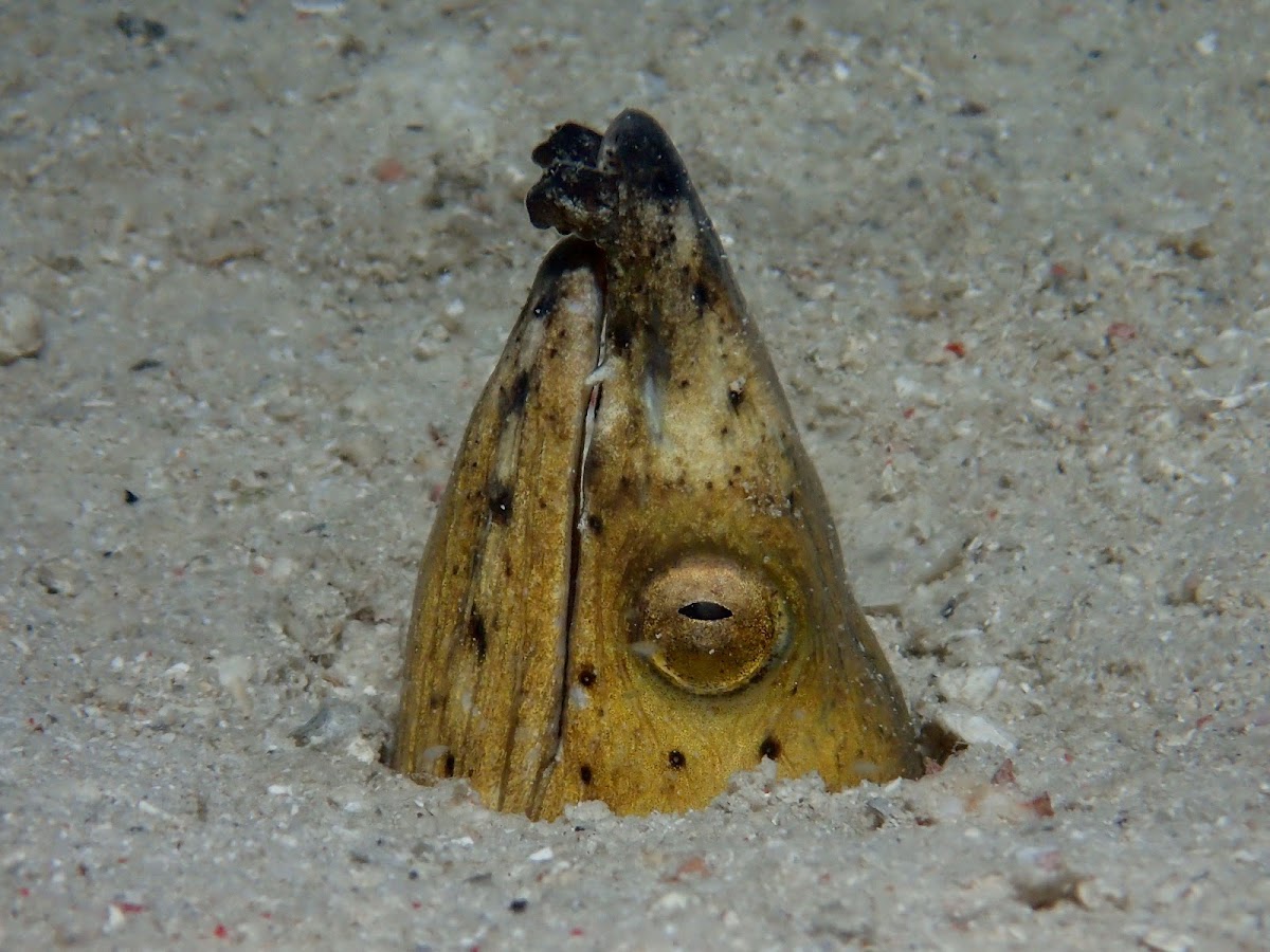 Black-finned Snake Eel