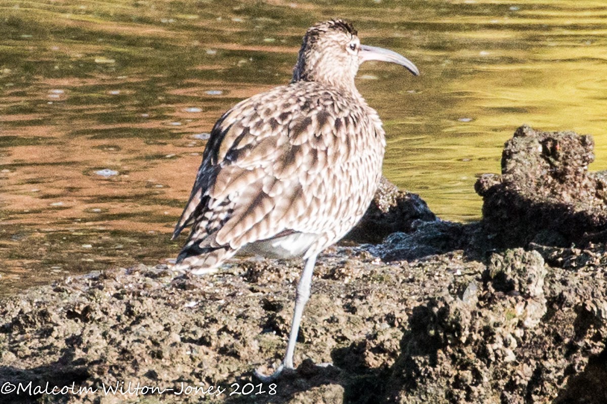 Whimbrel