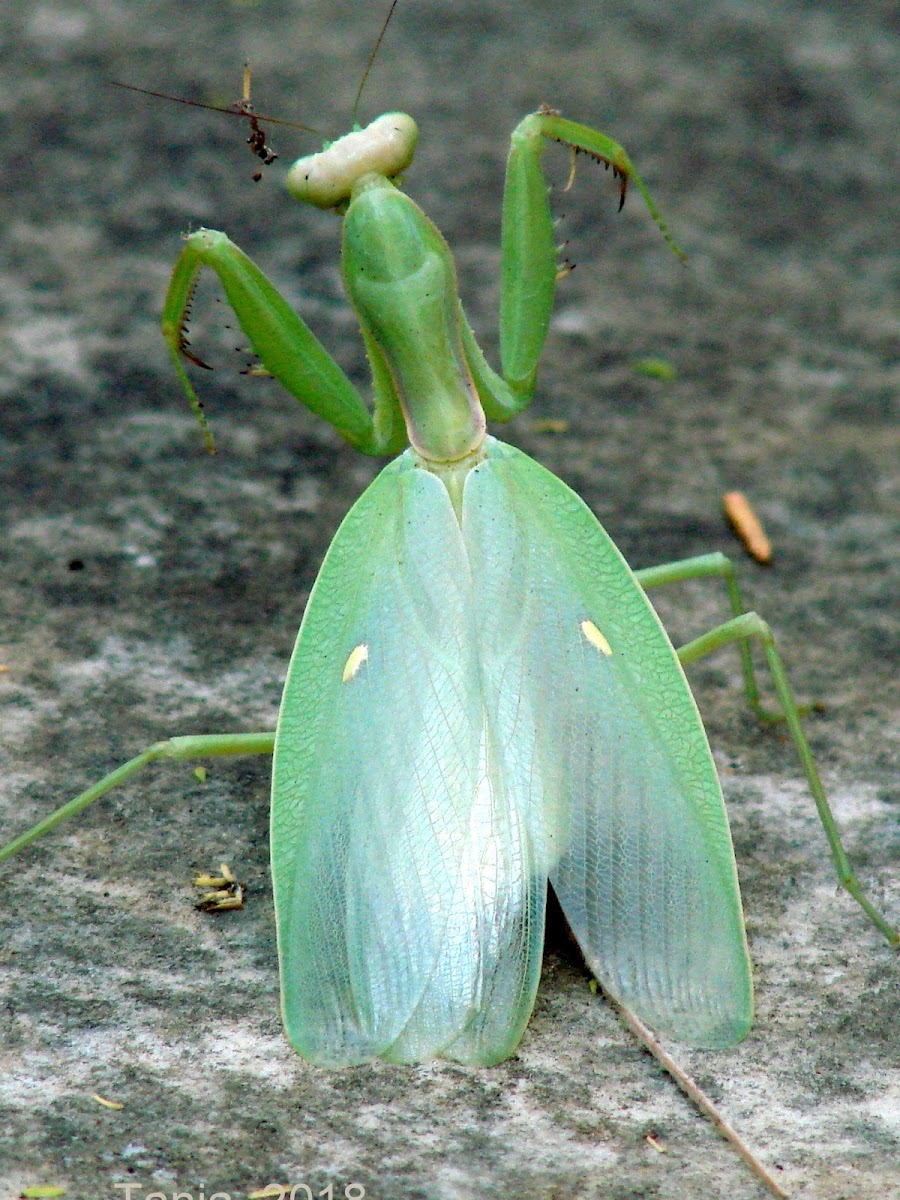 African mantis / Αλογάκι της Παναγίας