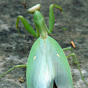 African mantis / Αλογάκι της Παναγίας