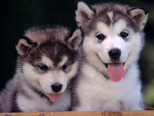 免費下載娛樂APP|Husky Puppies Wallpapers app開箱文|APP開箱王