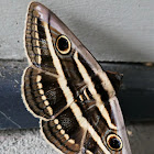 White Banded Noctuid Moth