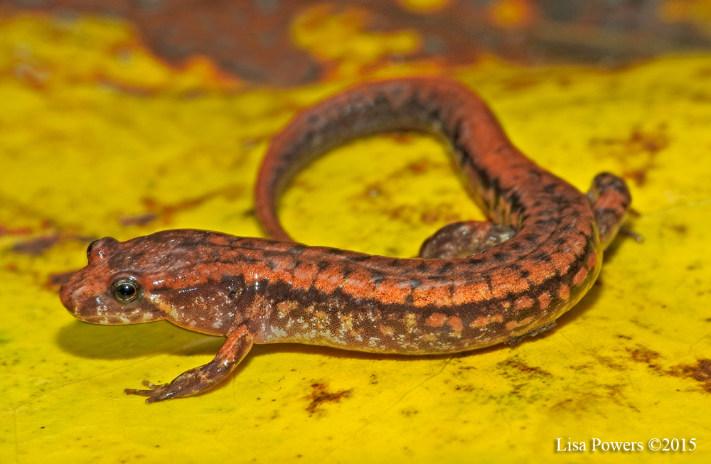 Allegheny Mountain Dusky Salamander