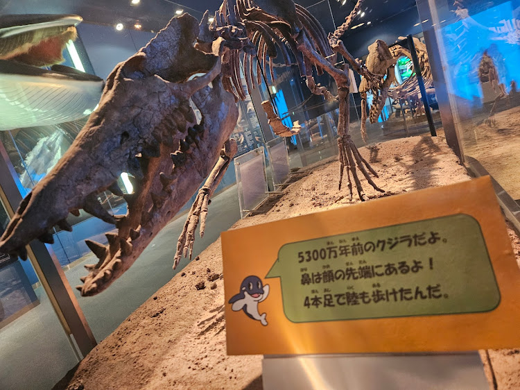メガーヌ ハッチバックのイルカ池クラブ・久しぶりの名古屋港水族館・有休強化週間🔥に関するカスタム事例の投稿画像3枚目