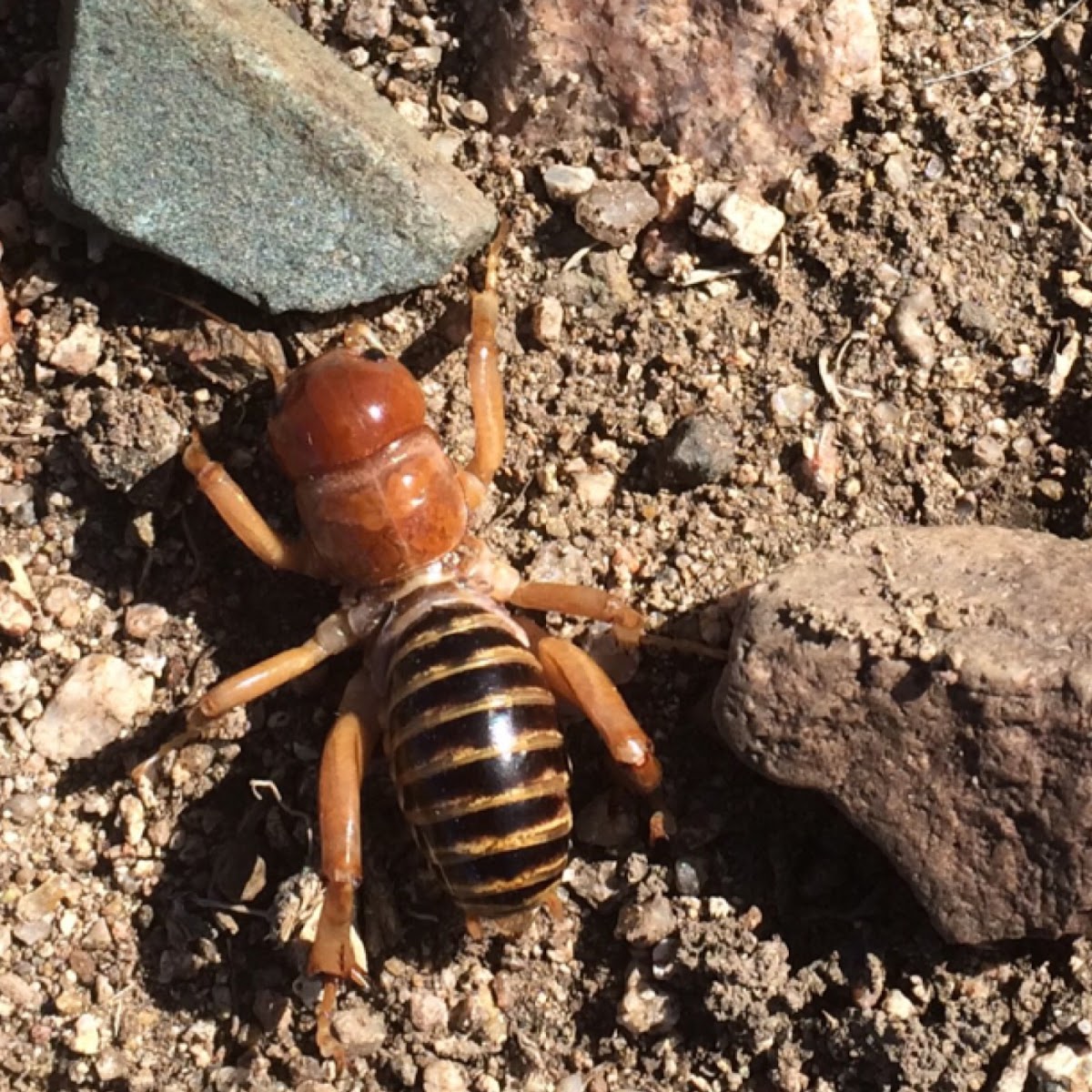 Jerusalem cricket. Also known locally as Child of the earth, or niño de la tierra.