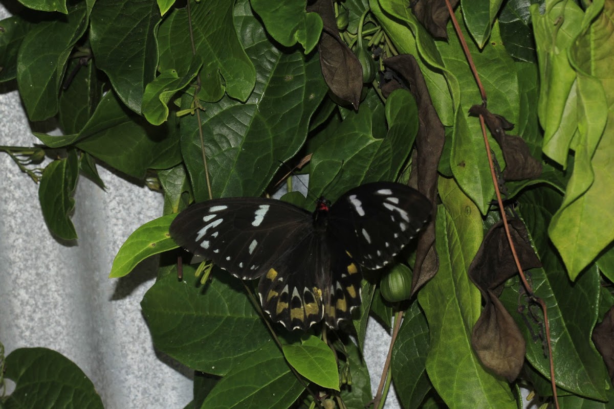 Cairns Birdwing