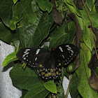 Cairns Birdwing