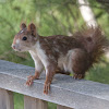 Eurasian Red Squirrel