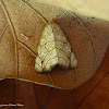 Bagisara Moth