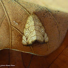 Bagisara Moth