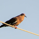 White-winged Dove