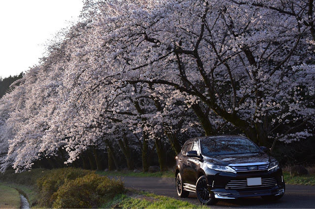 ハリアーの桜並木と愛車・桜並木・桜並木とコラボ・桜と愛車・早朝撮影に関するカスタム事例｜車のカスタム情報はCARTUNE