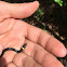 Ring Necked Snake