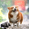 Dog Wallpapers & Cute Puppy HD icon