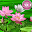 Lotus Flower 3D Next Launcher theme Download on Windows