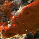 Orange-red Encrusting Sponge