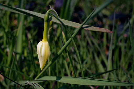 Narcissus triandrus