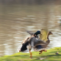 Litigio .... in volo