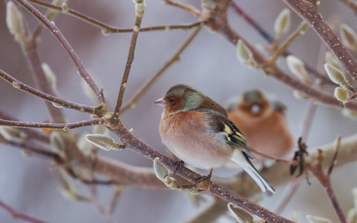 Two birds perched on a branch