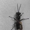 Black soldier fly