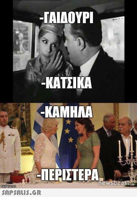 -TAIAOYP -ΚΑΤΣΙΚΑ KAMHMA ΠΕΡΙΣΤΕΡΑ 