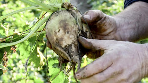 Sugar Beets, Feather Dusters thumbnail