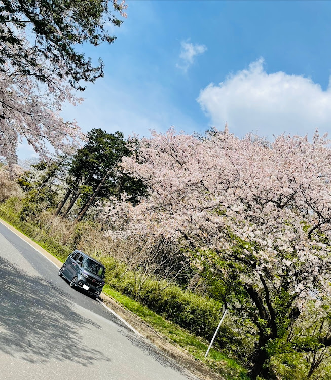 Nボックスカスタムの桜とコラボ・サクラと愛車に関するカスタム事例の投稿画像1枚目