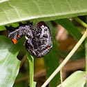 Unknown caterpillar