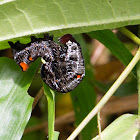 Unknown caterpillar