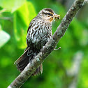 Red winged blackbird