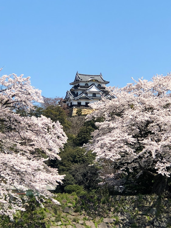 アルトワークスの桜に関するカスタム事例の投稿画像1枚目