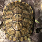 Red eared slider turtle