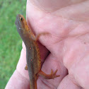 Red Eft - Eastern Newt