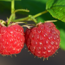 Two raspberries