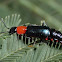 Softwing flower beetle