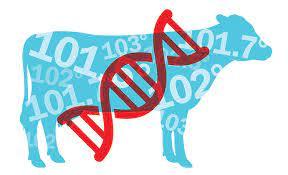 Slick gene enhances resistance to heat stress