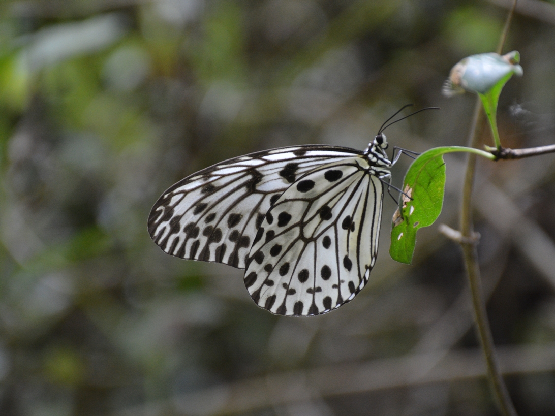 Malabar Tree Nymph