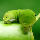 Common Jay Caterpillar