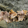 Watersipora encrusting bryozoan