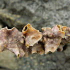 Watersipora encrusting bryozoan