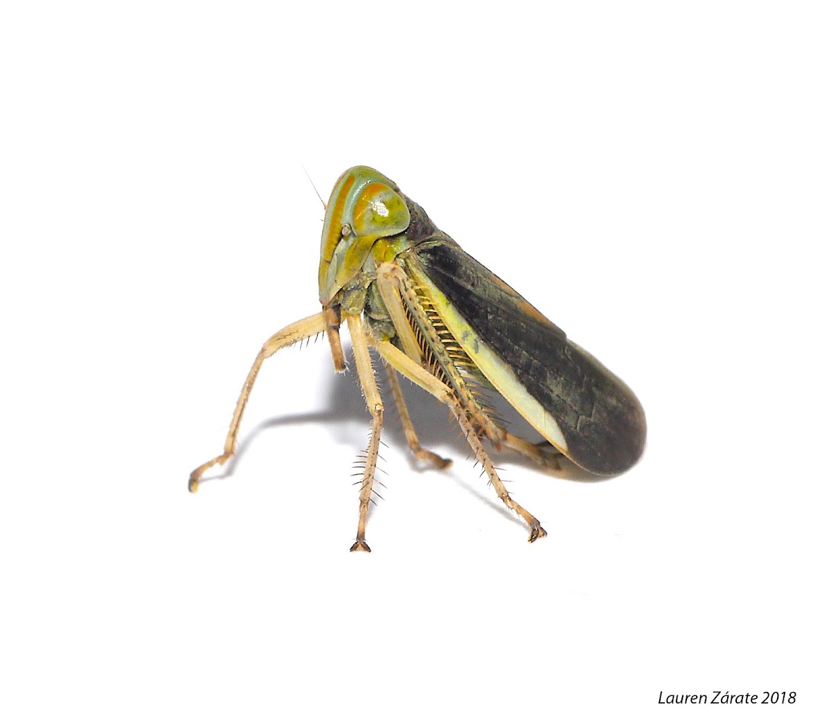 Leafhopper