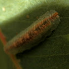 Hoverfly larva