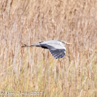 Grey Heron; Garza Real