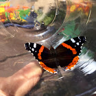 Red Admiral Butterfly