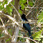 Wallacean Drongo