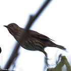 Song Thrush