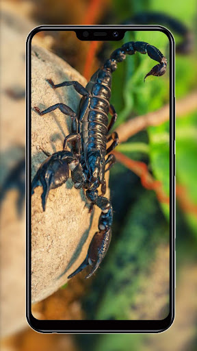 Scorpion HD Wallpaper 4k ?