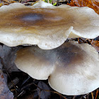 Clouded Agaric