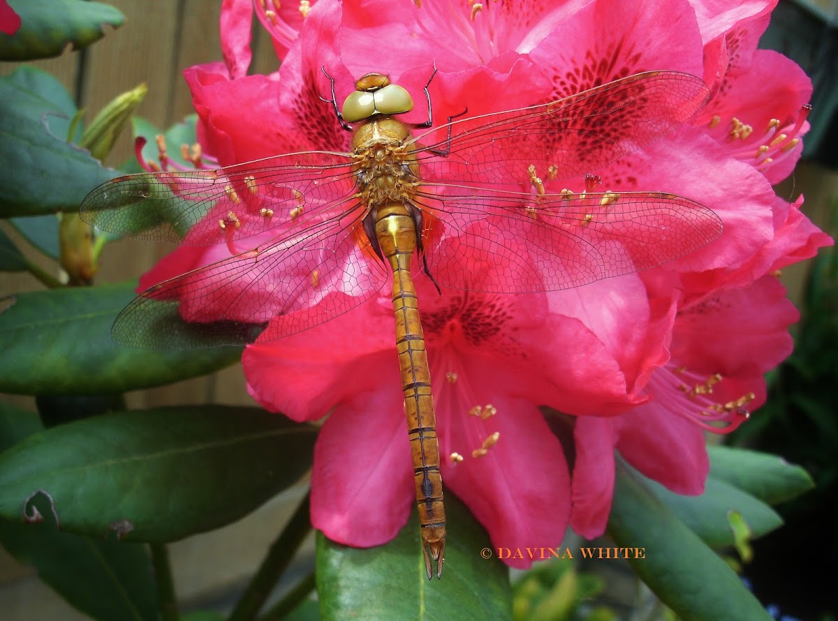 Green-eyed hawker