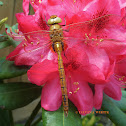 Green-eyed hawker